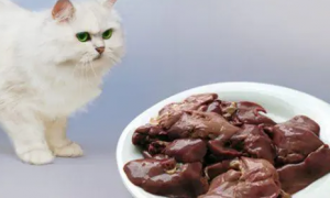一文告诉你，猫能吃猪肝吗？