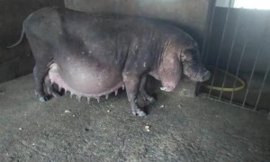 世界上产仔数最多的猪种——太湖母猪