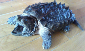 大鳄龟冬眠方法，你们知道吗？