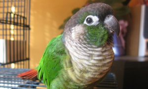 绿颊锥尾鹦鹉是国家保护动物吗？这篇文章告诉你