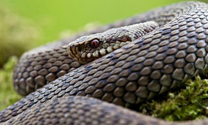 蛇毒可以治疗新冠病毒吗？来看看这篇文章吧