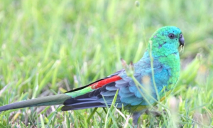 红腰鹦鹉——缩小版的“孔雀”，你确定不带只回家？