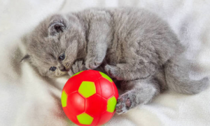 猫为什么对圆球那么敏感？速速来get