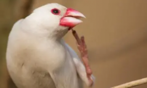 白文鸟喜欢吃什么水果？饲养者需知~