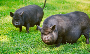 新手必看：越南大肚猪怎么养？