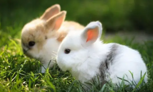 波兰兔一年可繁殖几胎？繁殖速度咋样？