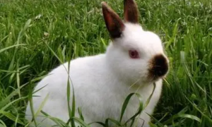 你们认为喜马拉雅兔好看还是道奇兔好看？
