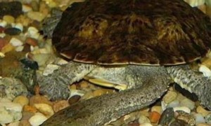 不骗你，巨蛇颈龟冬眠时间真的巨长！
