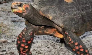 今日科普：红腿陆龟可以吃肉吗？