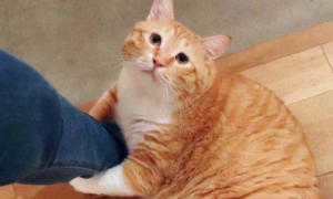 橘猫为什么只胖肚子？看完你就明白了！