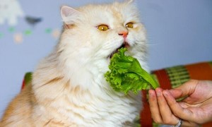 猫有必要吃蔬菜水果吗？ 本文给你答案