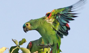 青绿顶亚马逊鹦鹉可以当宠物养吗？这几点要做好