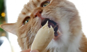 猫能吃鸡骨头吗为什么？猫吃了鸡骨头可能有这几种反应