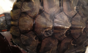 巴西龟蜕壳与腐壳区别是什么？