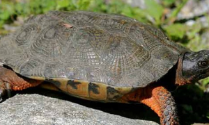 木雕水龟会攻击其他龟吗？