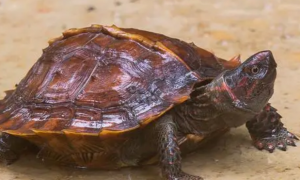 今日科普：刺山龟是淡水龟吗？