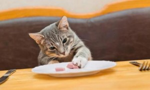 猫吃猪肝有什么好处？不清楚的来看看~