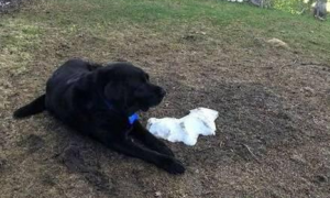 狗狗吐了一滩白色泡沫，是什么原因引起的？