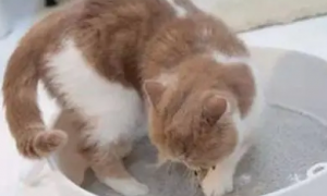 猫玩猫砂怎么办？很有可能是这几种原因