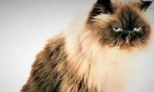 喜马拉雅猫多少钱一只？想买的要看过来。