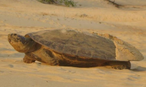 生殖力强悍的巨型侧颈龟为何濒危？这篇文章告诉你