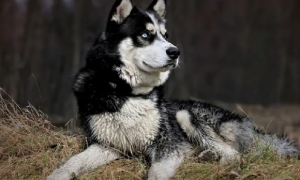 阿拉斯加雪橇犬寿命多少？看看你家狗狗能活多久吧