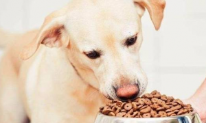 这几种喂养狗狗的做法危害非常大，许多饲主却还不知道！