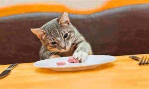 几毛钱的猫条能吃吗？教你辨认啥样的猫条更健康！