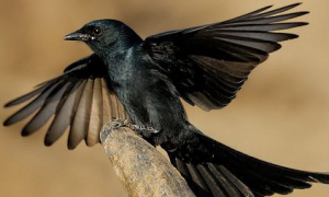 黑卷尾鸟是否属于保护动物，你了解过吗？