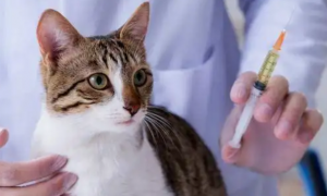 每日一问：猫冠状病毒应该怎么治疗？