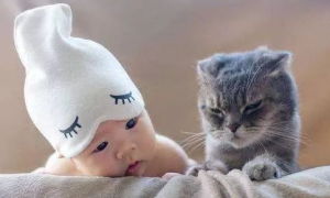 猫为什么喜欢亲近婴儿？是怎么回事？
