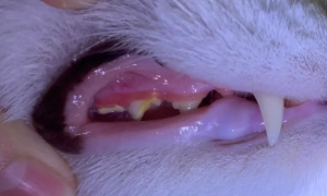 快来了解：猫牙结石可以自己抠掉吗？