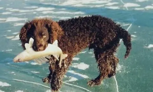 美国水猎犬优缺点，感兴趣的可以了解一下