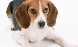 宠物狗繁育指南——如何培养赛级纯种犬？