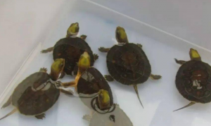 养龟小科普：金头闭壳龟寿命多长？