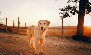 家喻户晓的金毛犬，究竟是哪国的犬种？