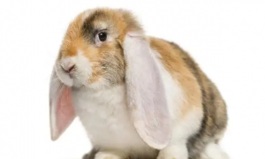 法国垂耳兔的耳朵可以摸吗？来这看看你就了解了！