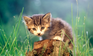 猫草有什么作用？猫草是猫咪排毛的唯一方法吗