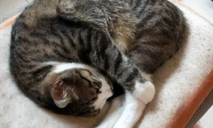 猫咪睡觉时为什么卷成团？是什么意思呢？