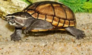 动胸龟的寿命？动胸龟是什么样子的？