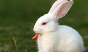 如何科学饲养宠物兔子