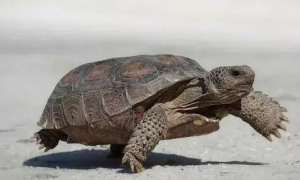膀胱蓄水能力堪称陆龟之最的沙漠地鼠龟，快来了解一下吧！