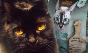 波奇邀约 《妖猫传》黑猫尝鲜“莱昂纳多”猫粮