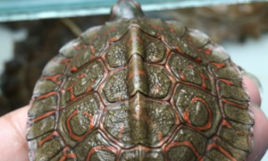 洪都拉斯木纹龟背甲干怎么办？看这里~
