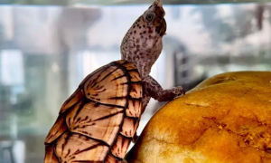 麝香巨头龟能活多少年？小编来告诉你。