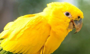 你们说，金黄锥尾鹦鹉是几级保护鸟类？