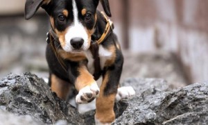 想选一只高颜值的恩特雷布赫山地犬，用对这几种方法！