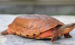 乌龟小知识：石金钱龟最喜欢吃什么食物？