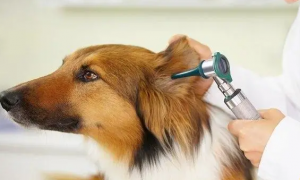 耳螨狗狗怎么治疗？