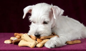 掌握给狗狗吃零食的时机，可以建立好和狗的关系！